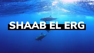 Риф Шааб Эль Эрг | Shaab El Erg | Красное море | Дайвинг с дельфинами