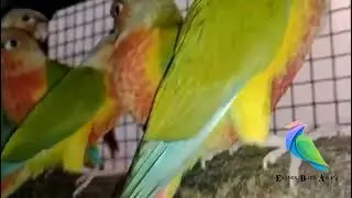 Double & Hyper Red Factor Pinapple Conure With DNA || Exotics Birds Aviary 
