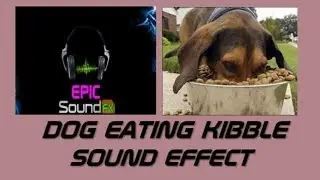 DOG eating kibble food sound effect - EPICsoundFX