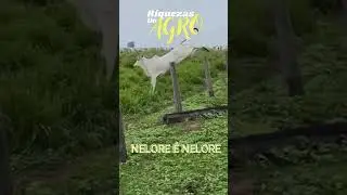 Nelore sendo Nelore | gado nelore | Nelore Bull | boi nelore | vaca nelore