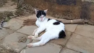 암컷 고양이가 몸을 핥고 있습니다.