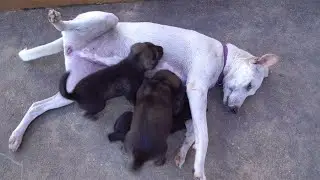 Why My Puppies Can Make Best Friend with Neighbor's Dog for First Time