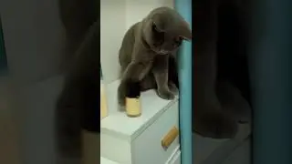 cats break things mainly out of curiosity! #cat #pets #catlovers #kitten #shorts #shortsvideo #cute