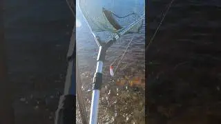 Salmon fishing in Norway #shorts