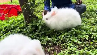 Angoora rabbit available @hyderabadexoticpets1631 7731963885
