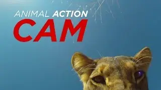 GoPro Lion - Lion Steals & Chews GoPro - Animal Action Cam