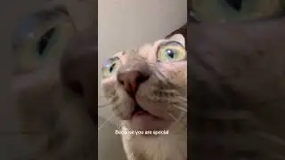 Very cool! #cat #entertaininganimals #cuteanimal #cutecat #kitten #cutepet #cute #catcute #funnycat