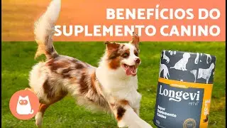 Longevi funciona? 5 DETALHES que voc&ecirc; precisa saber sobre este SUPLEMENTO alimentar para CACHORROS 🐶