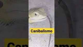 Pogona CANIBALISMO #shorts
