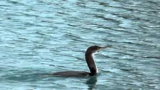 marangone dal ciuffo a pesca