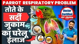 Parrot Cold Home Remedies |  तोते को सर्दी जुकाम हो जाए तो क्या करें | घरेलू नुस्खे | in Hindi