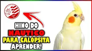 ASSOBIO CALOPSITA - HINO DO NÁUTICO! (PARA ENSINAR CALOPSITA)