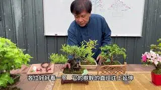 你知道盆景（盆栽）的樹型架構有多少種？該怎麼欣賞這些樹型呢？樹型欣賞篇EP1(直幹樹型)#林慶祥盆景藝術創作教學#Bonsai