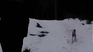 Nitro in deep wet snow IV