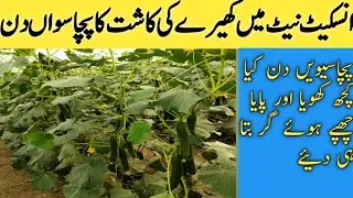 cucumber growing | Insects net Farming Day 50 | کھیرے کی کاشت کے گر