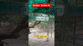 Kishori Ji ki kripa#🪻 shree bakebihar lal #🌺ytnewshort#💕 Radheshyam 🙏