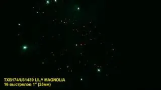 TXB174 U31439 LILY MAGNOLIA