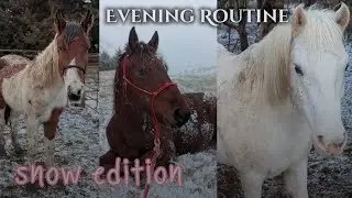 Evening routine with the horses! • Snow edition ❄️