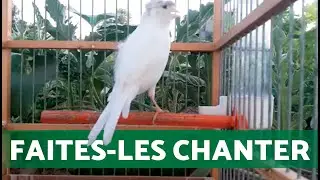 Faites Chanter Votre Canari en Quelques Minutes