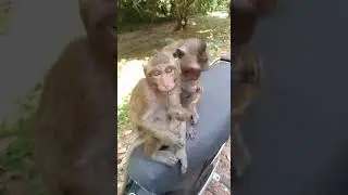 Children of Amber Monkey Troop