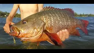 Big Mangrove Jack! And so many fish!!! ep 10
