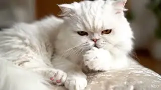 可愛い猫の毛づくろい