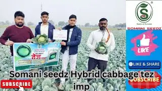 #Somani seedz Hybrid cabbage Tez imp. Excellent results.