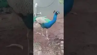 pikok 🦚🦚 #shortvideo #subscribe #animals #pikachu #reels #roblox #status #trending #pets #kids #sad👍