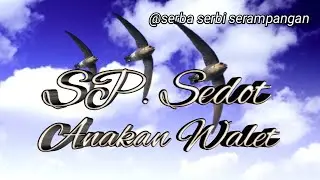 SP. Sedot Anakan Walet