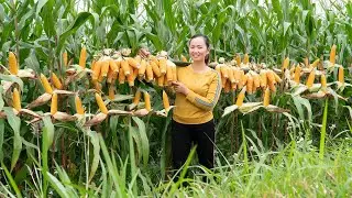 Harvest corn in the garden - Hang corn in front of the house to make food for single mothers
