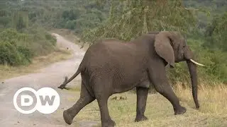 Turning elephant dung into paper | DW English