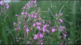 No Mow May - Cowdray Estate, West Sussex