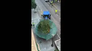 How Valencia Collects Its Street Oranges 🍊
