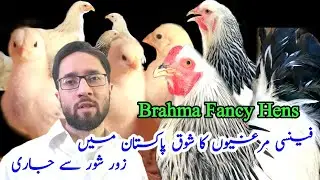 Visited Blue Columbian Brahma Fancy Hens Setup in karachi Columbian Brahmas Light Brahmas