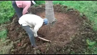 Taking Care of #COCONUT TREES organically by Ravi