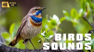 Nature Sound Relaxation - Soothing Forest Birds Singing, Nature Chirping Compilation (No Music)