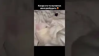 Когда кто-то пытается меня разбудить 😡 #dutiap #юмор #отношения