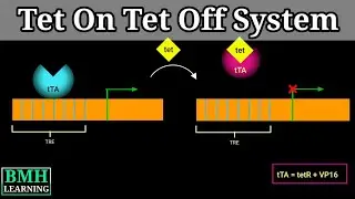 Система Tet On-Tet Off |