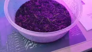 Karnivoren Update/ Drosera Capensis Alba Blattst&auml;cklinge wachsen