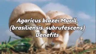 Преимущества Agaricus Blazei Murill (brasiliensis, subrufescens)