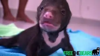 Cambodia Rescue #204: Tiny sun bear cub
