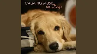 Calming Music for Dogs