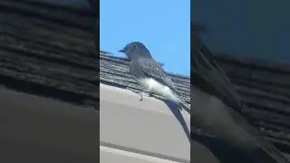 Our resident Black Phoebe cleaning out the rain gutters