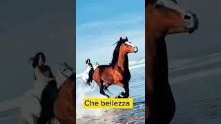 Che bellezza Cavallo di corsa #shorts #belleza #cavallo #corsa #italian