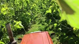 Drive through the mulberry plantation in Hinterkappelen (Switzerland) 2017