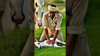 Hero Farmer Save Drown Baby Foal From Field! #humanity #horse #animals #pets #rescue
