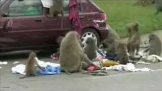 Knowsley Safari Park baboons cause chaos