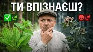 90% ПЛУТАЮТЬ ЦІ РОСЛИНИ ⚠️ Узлісся | Одна помилка — мінус здоровʼя
