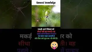 trapdoor spider | jumping spiders | spider bite looks like | story for kids