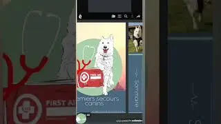 Voyager avec son chien avec Pokki Travels